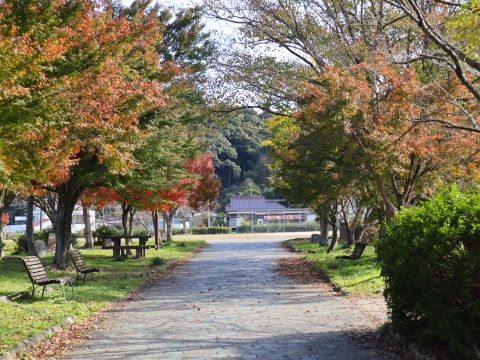 脇山中央公園のイチョウ３