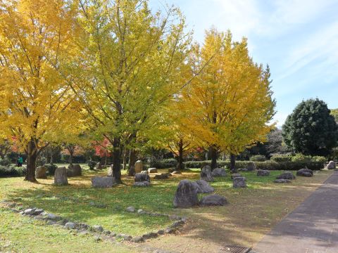 脇山中央公園のイチョウ４