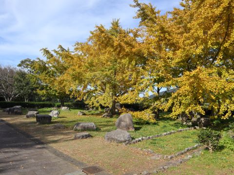 脇山中央公園のイチョウ４