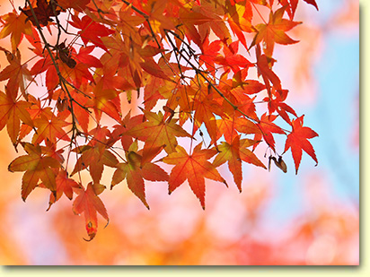 画像：紅葉八幡宮（２）