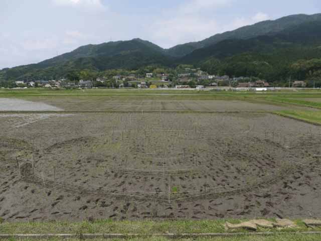田植え終了