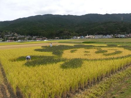 稲刈りの写真