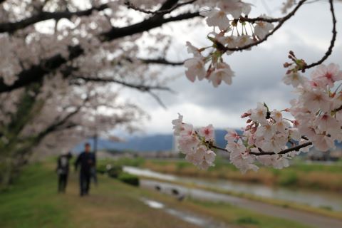 室見川河畔の桜並木