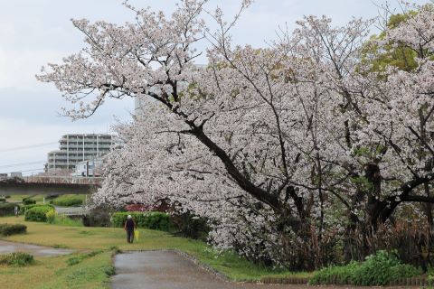 桜並木の下散歩する人