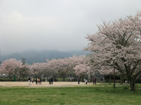 満開の桜