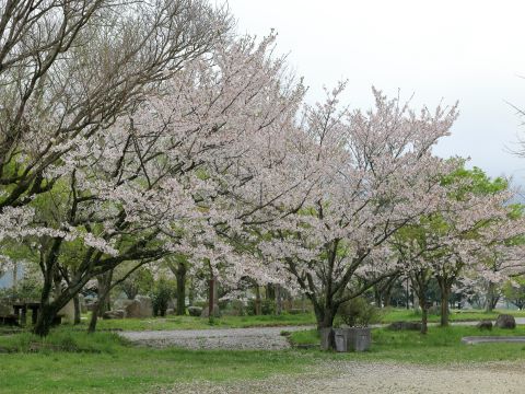 白いチューリップ