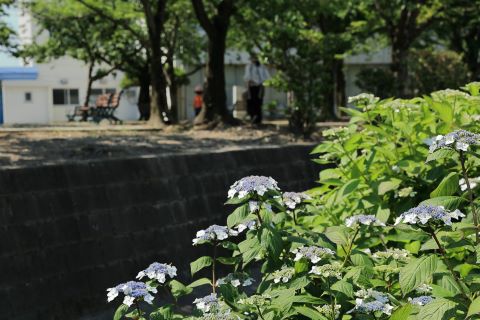 2024あじさい4