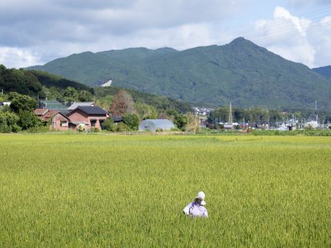 内野の稲田３