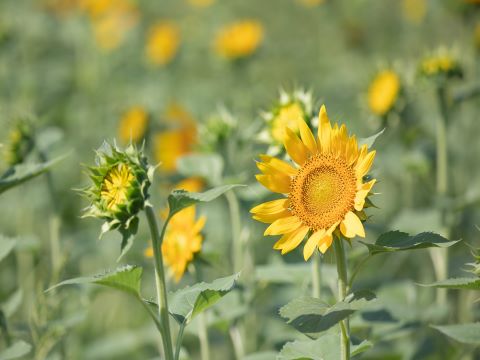 馬場ファームひまわり４