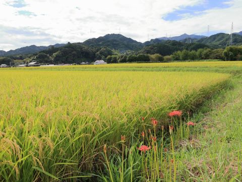脇山の稲穂と彼岸花１