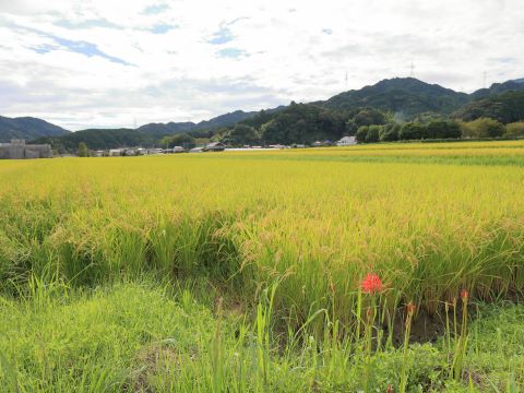 脇山の稲穂と彼岸花２