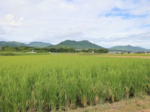 脇山の稲穂１