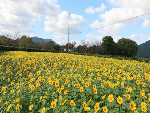 脇山ひまわり畑１