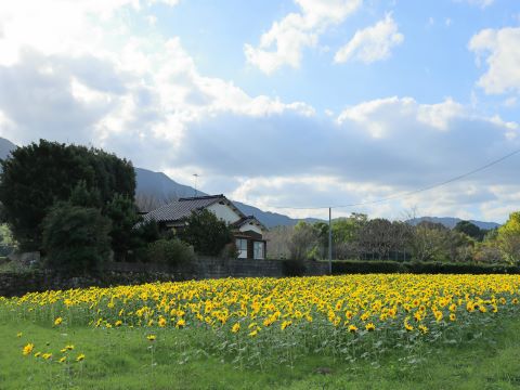 脇山ひまわり３