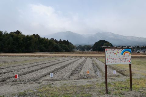 内野チューリップ畑１