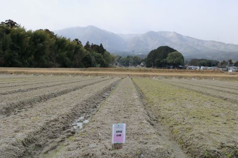 内野チューリップ畑２