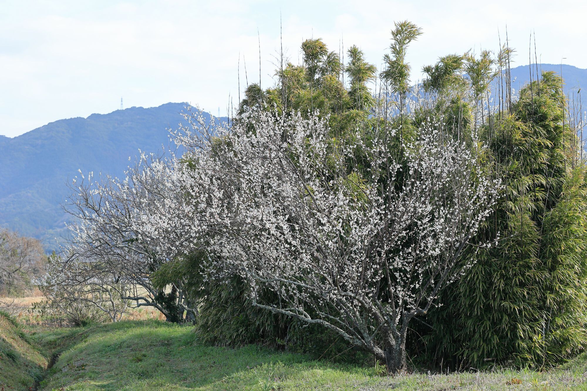 内野チューリップ畑の近くの梅の花
