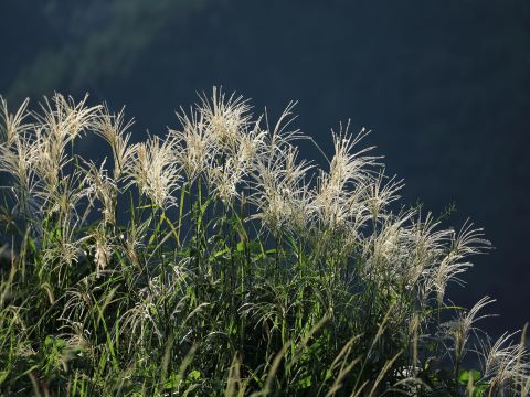 ソバの花