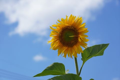 室見団地ひまわり畑１