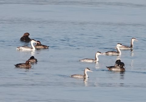 カンムリカイツブリとスズガモの群れ