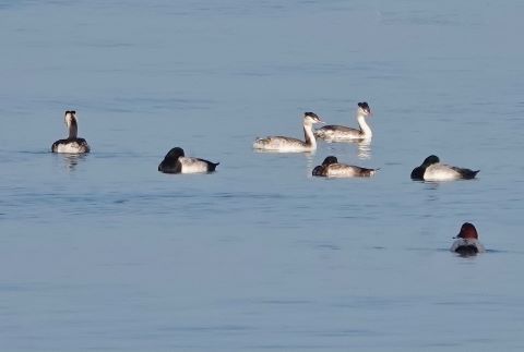 カンムリカイツブリとスズガモの群れ③
