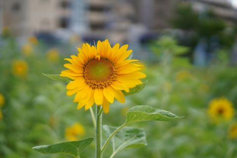 室見団地ひまわり畑４