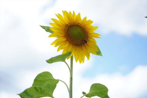 室見団地ひまわり畑５