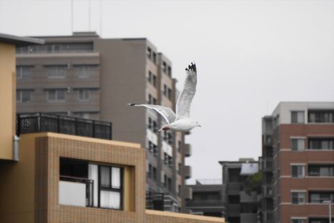 ユリカモメ３