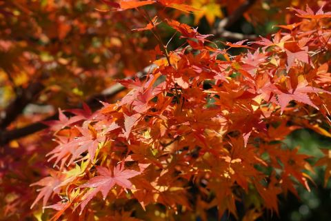 紅葉八幡宮紅葉