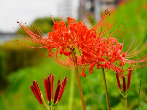 室見川河畔の彼岸花２