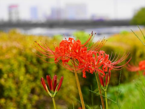 室見川河畔の彼岸花３