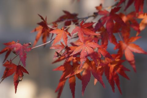 紅葉八幡宮紅葉②