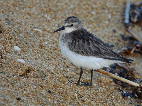 百道浜のトウネン