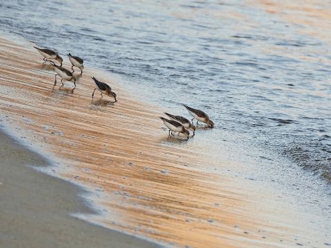 百道浜のトウネン１