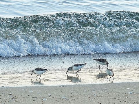 百道浜のトウネン２