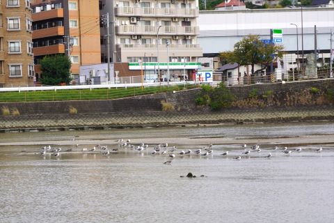 ユリカモメ５