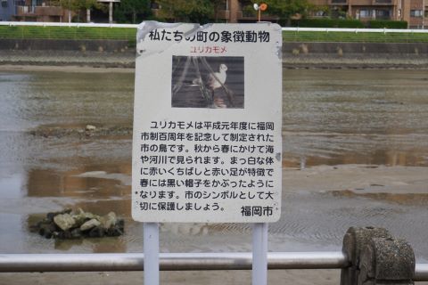ユリカモメ４