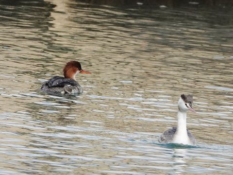 カワアイサとカンムリカイツブリ