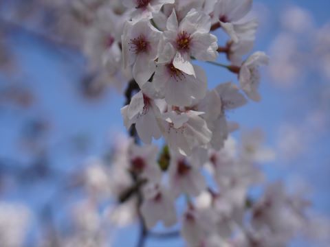 桜