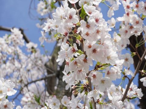 桜