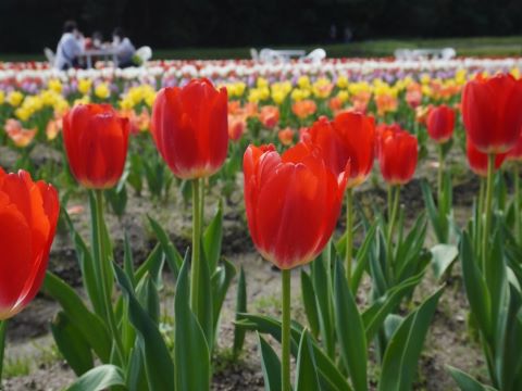 赤いチューリップ