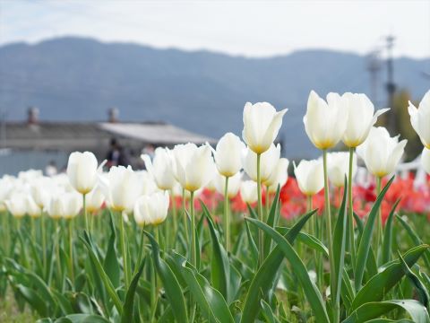 白いチューリップと山なみ