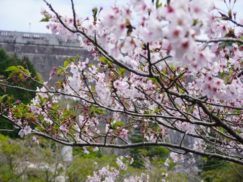 ダムパークの桜