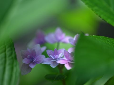 油山川２