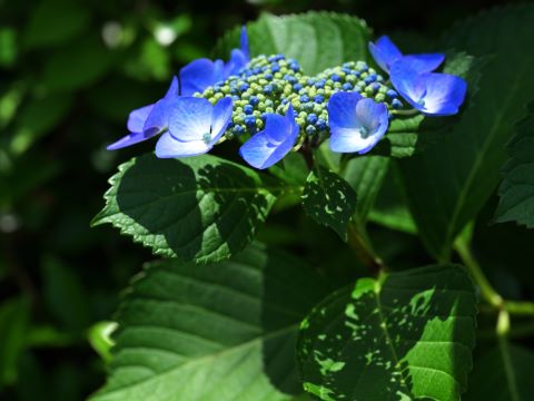 油山川５