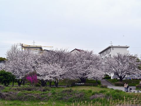 桜の木々