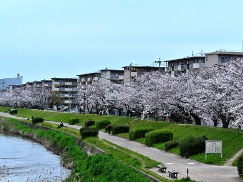 室住団地横の桜並木２
