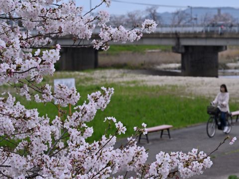 桜並木の下をサイクリングする人