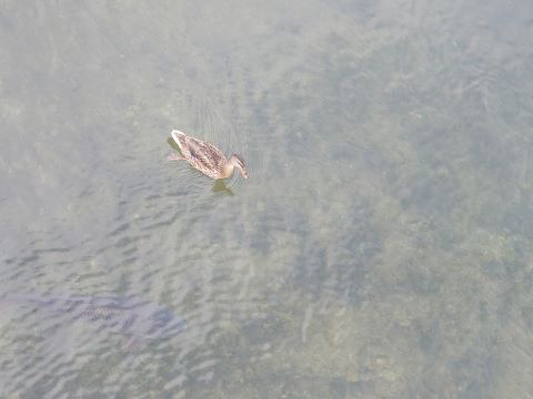 カモ