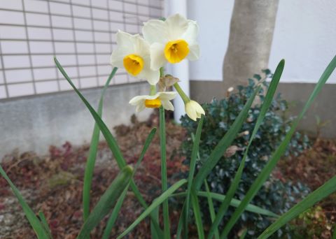 スイセン